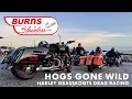 Hogs Gone Wild - Harley-Davidson Grassroots Drag Racing