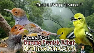 suara pikat burung prenjak ribut kombinasi sirtu cipoh paling ampuh 