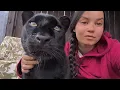 Download Lagu Panther Luna’s reaction to Vova’s sister 😸 Will she recognize her or not? 😂\
