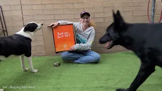 Unboxing Large Dog Bed and Dog Chaos