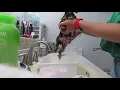 My Yorkie puppy s first bath 8 week old