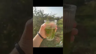  اللويزة مفيد للجسم  الضيعة  المغرب دندنها