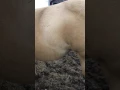 More Skylar 309 days approx Pregnant Foal movement 20170331