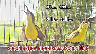 the sound of female olive backed sunbird calling to stimulate young olive backed sunbird to sound