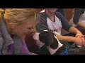 The Seattle non-profit that lets you rent real-life puppies - KING 5 Evening