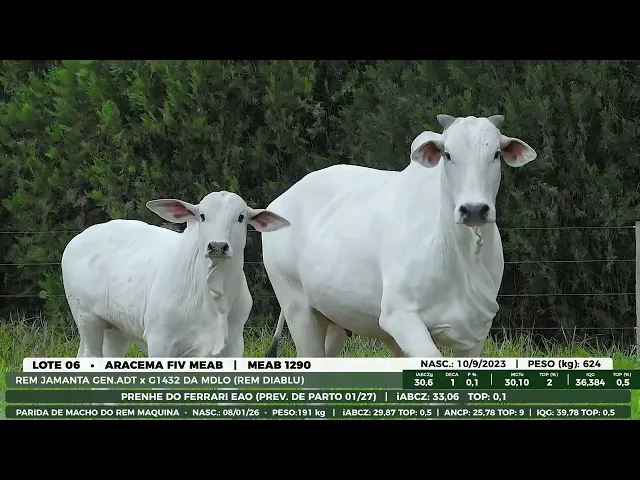 Matriz Nelore MEAB-1290