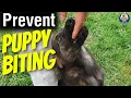 How To Stop Puppy Biting Avoid Mistakes With Susan Garrett s Backup Plan