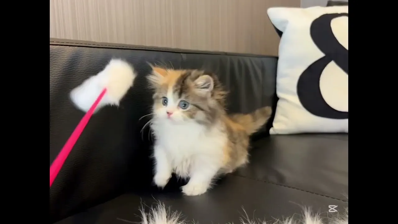 動画