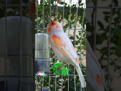 Repetition Russian Canary singing For Training #shorts #animals #birds