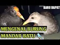 Download Lagu MENGENAL BURUNG MANDAR BATU 🐦