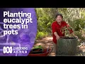 How to plant a eucalypt tree in a pot Australian native plants Gardening Australia