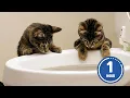 Download Lagu These CATS are too FUNNY! 🤣 | New Cat Videos 2025