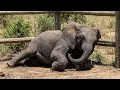Lagu This Baby Elephant Won't Stand Up – Then Keeper Realizes Something Was Wrong