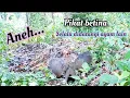 Lagu Pikat ayam hutan betina, lain yang dipikat lain pula yang datang