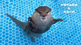 カワウソも盆踊りをおどれるんじゃ！　Will Otters Dance to Festival Drums?