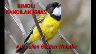 suara burung kancilan emas bimoli