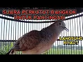 Download Lagu SUARA PERKUTUT BANGKOK GACOR INI AMPUH UNTUK PANCINGAN.. COBA SAJA
