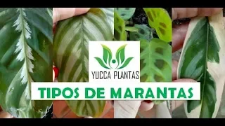 TIPOS DE MARANTAS