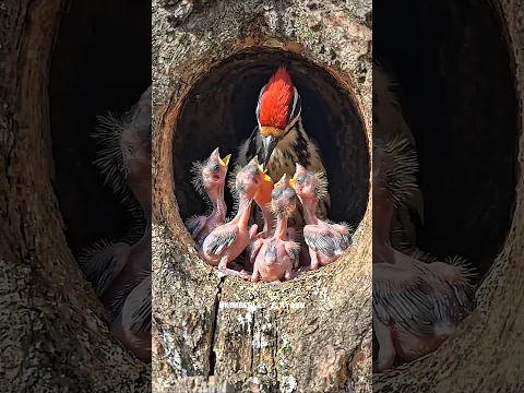 Bem vinda Mamãe😭😭😭#emotional #motivation #birds #shorts #shortvideo