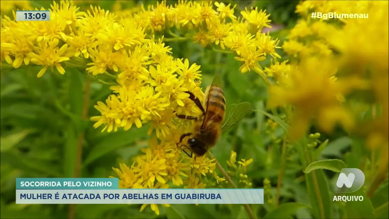 Mulher é atacada por abelhas em Guabiruba