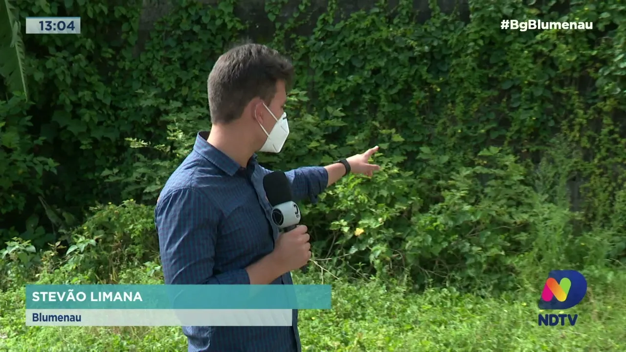 Moradores do bairro Garcia enfrentam enxame de abelhas em terreno