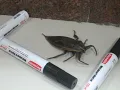 Large Insect