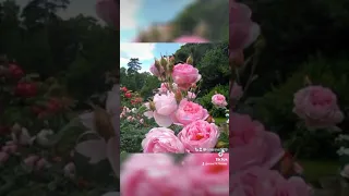 كوكب الشرق انت ياجنة حبي واشتياقي وجنوني 