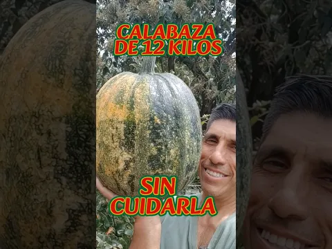 CALABAZA DE 12 KILOS Y SIN CUIDARLE NADA #calabazas