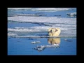 Alaskan Tundra ecosystem A funny easy-to-understand informational