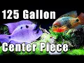 The Ultimate 125 Gallon Center Piece Fish