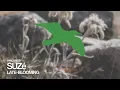 SUZé Late-Blooming