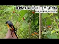 Download Lagu KAGET !!! KETIKA MIKAT BURUNG DAPAT BURUNG SECANTIK INI