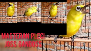 Download Super power masteran ini burung pleci bakalan moncer MP3