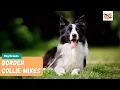 Border Collie Mixes A Complete Guide To The Top 10 Border Collie Mix Dogs