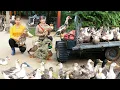 Download Lagu Use Horse-Drawn Carriage to Transport Geese to Market | Horse Care and Pig Herding on the Farm