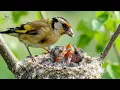 🐦 The World’s 80 Most Beautiful Bird Songs 🌳 Calm Nature Sounds | 4K ASMR