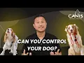 Stop Fighting the Leash Teach Your Dog THIS Instead