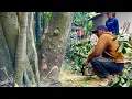 Experience \u0026 Skill!! Quickly Cutting Down a Jackfruit Tree Next to a House.