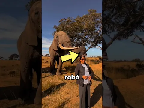 El elefante NO quería devolverle el sombrero 🐘