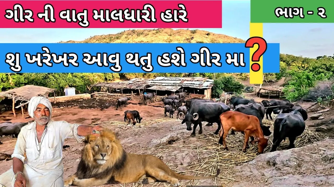 ગીર ની વાતુ માલધારી હારે | Maldhari Na Nehda Ni Moj  | Gir forst | Gir Jungle Na Maldhari | Gujrati