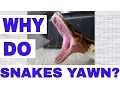 Why Do Snakes Yawn