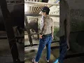 Download Lagu Sapi Jumbo Hoho kades Viral ! Lurah bertato banjarnegara | mas awan jadi kamera ya