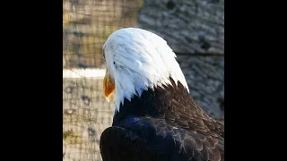 استمع الى صوت الصقر 