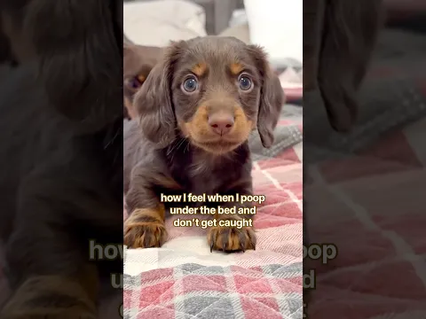 it wasn’t me #minidachshund #puppy #cutedog #cutepuppy #funnydogs #funnypets #cute #dog #pets #funny