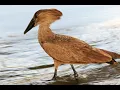 Download Lagu Hammer birds most strange bird found on planet