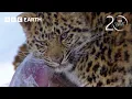 How the Amur Leopard Survives Winter 20 Years of Planet Earth BBC Earth
