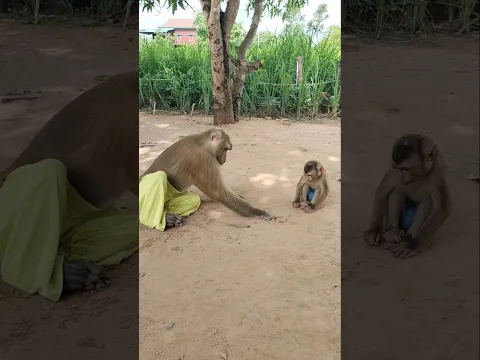 Good Video SokYaa,OG, Pao & Mom Are Famous Around The World #shorts