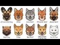Every WILD Dog Explained