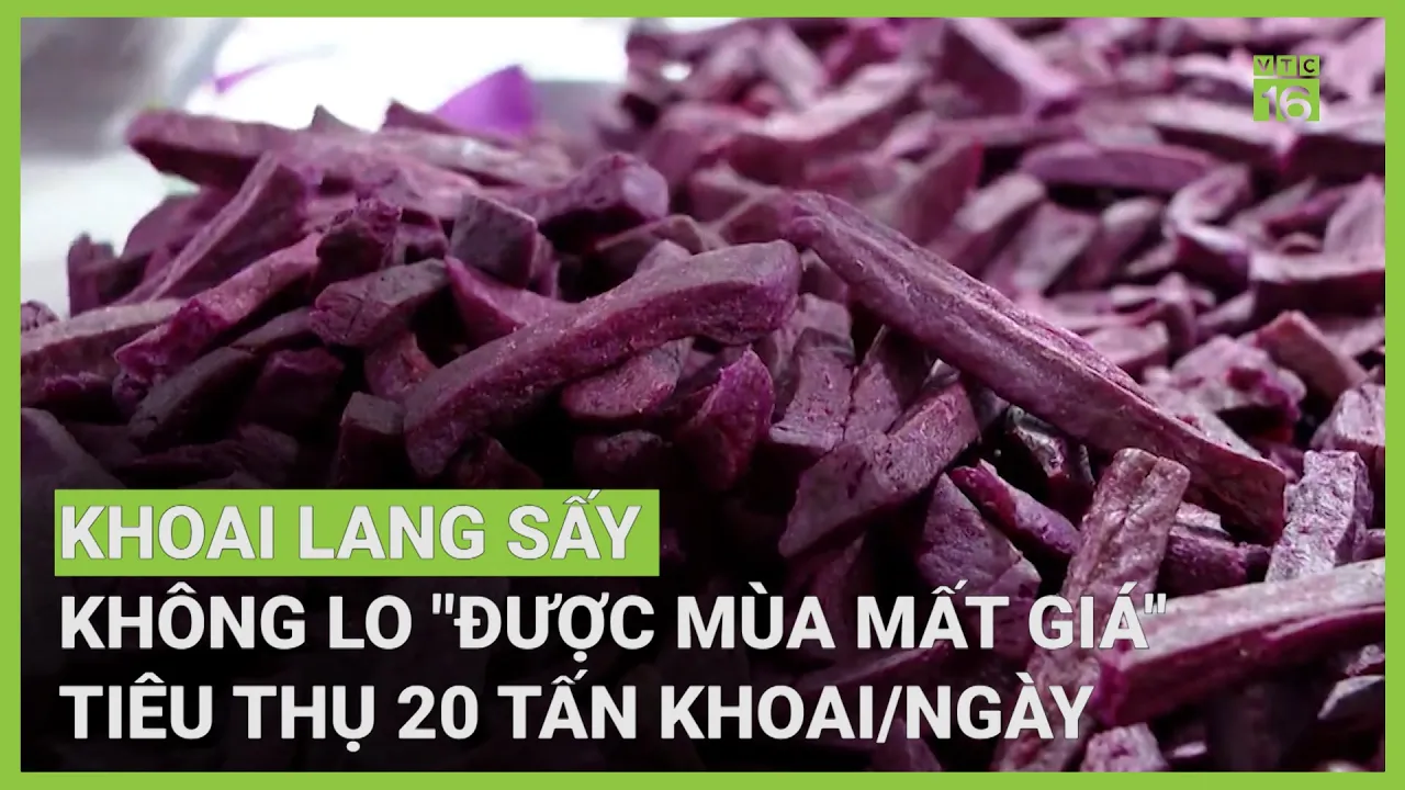 Outline Video Khoai lang sấy - Không còn lo "được mùa mất giá" | VTC16