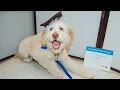 BAILEY GRADUATES PUPPY SCHOOL PETCO PUPPY SCHOOL GOLDENDOODLE GRADUATION VLOG